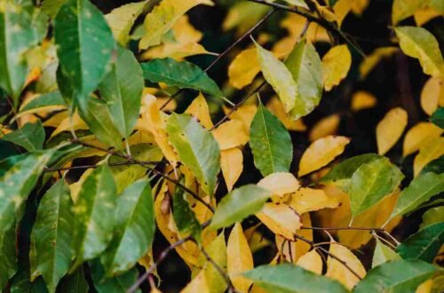 leaves turning yellow