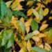 leaves turning yellow