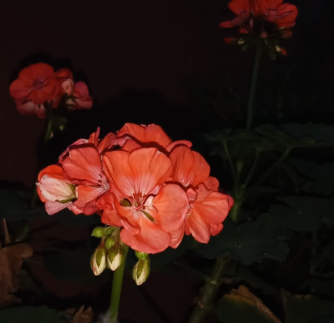 insights on plants, plants care