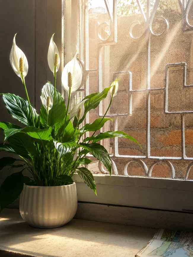watering indoor plants, watering indoor plants , peace lily