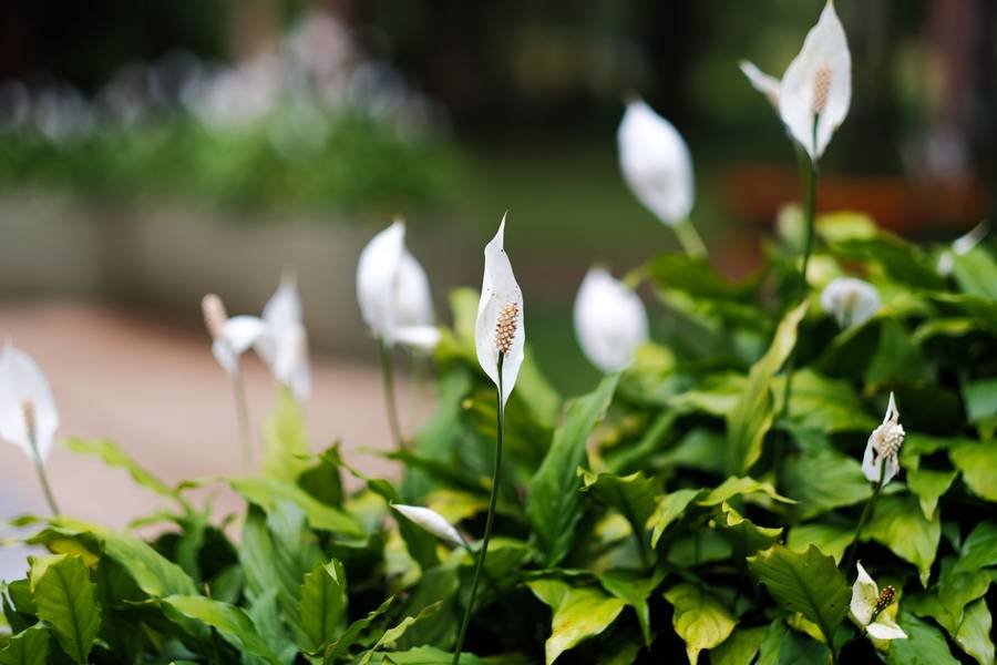 indoor plants, beginner plant care guide