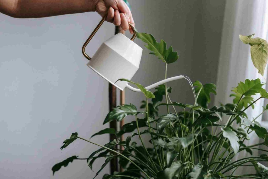 watering indoor plants