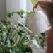 watering indoor plants