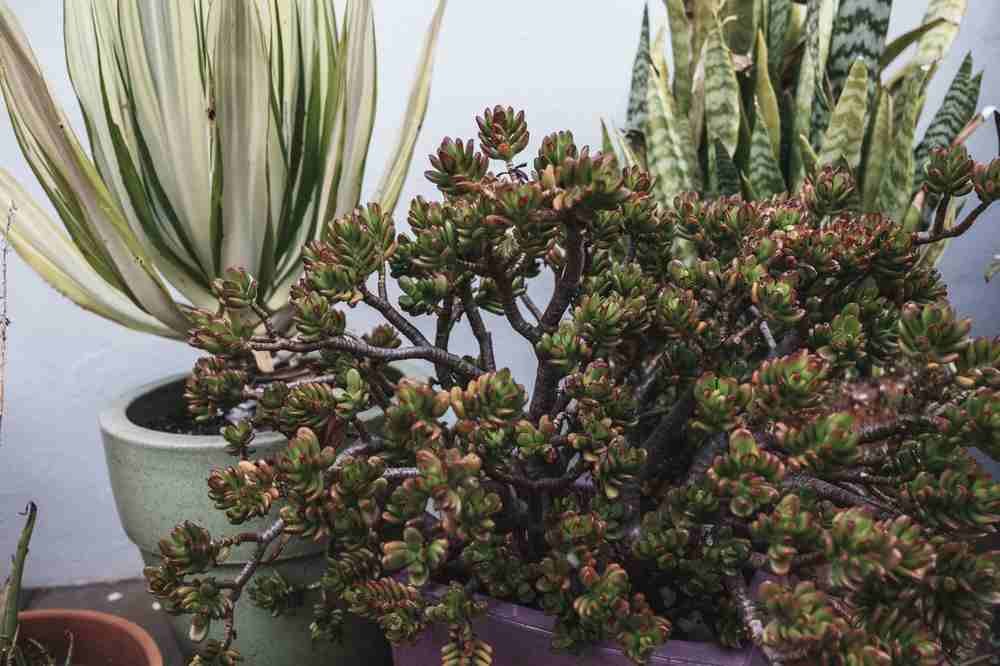 indoor plants, insightsonplants,