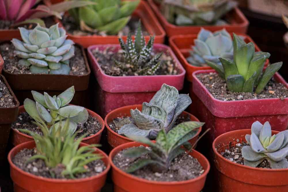 care for indoor plants, indoor plants