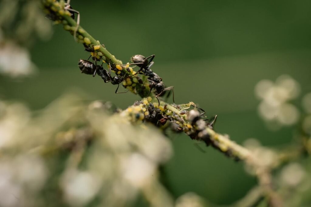 indoor plant pests 
