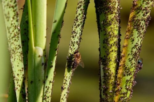 indoor plant pests