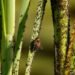 indoor plant pests