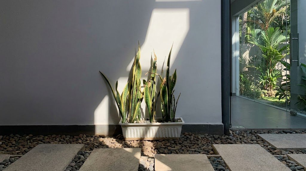 snake plant care