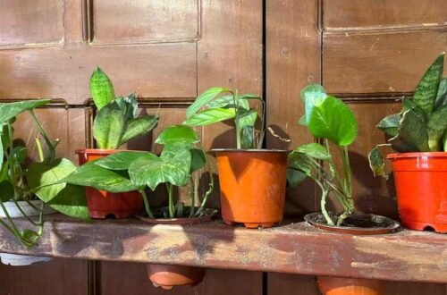 low-light indoor plants