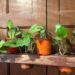low-light indoor plants