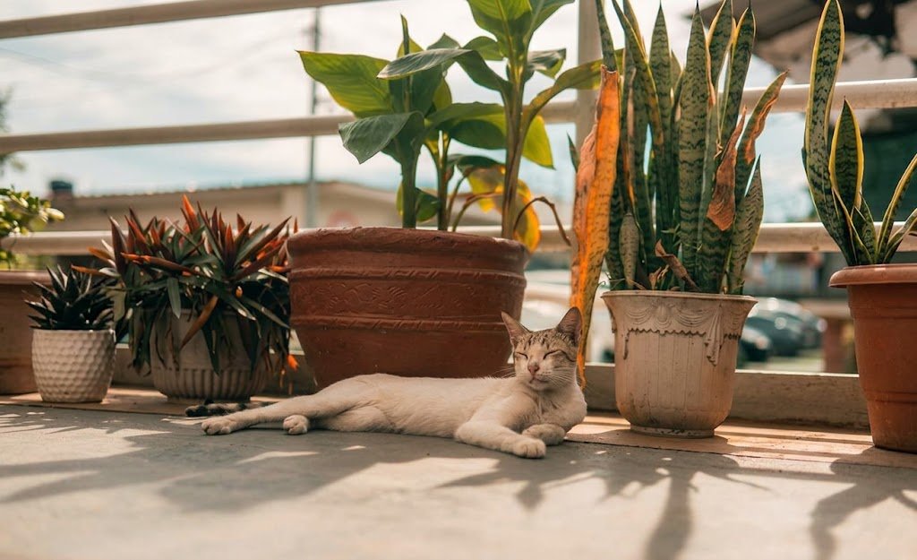 pet safe plant snake plant care