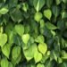 Heartleaf Philodendron Care , indoor plants