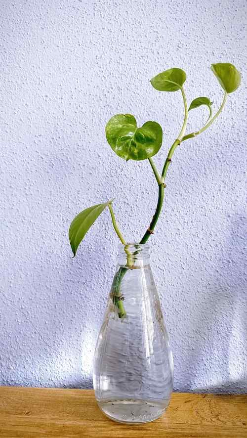 heartleaf philodendron care, indoor plants, heartleaf philodendron water propagation