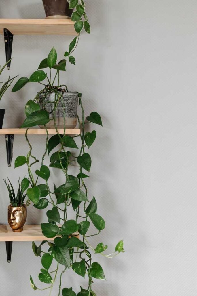 heartleaf philodendron care