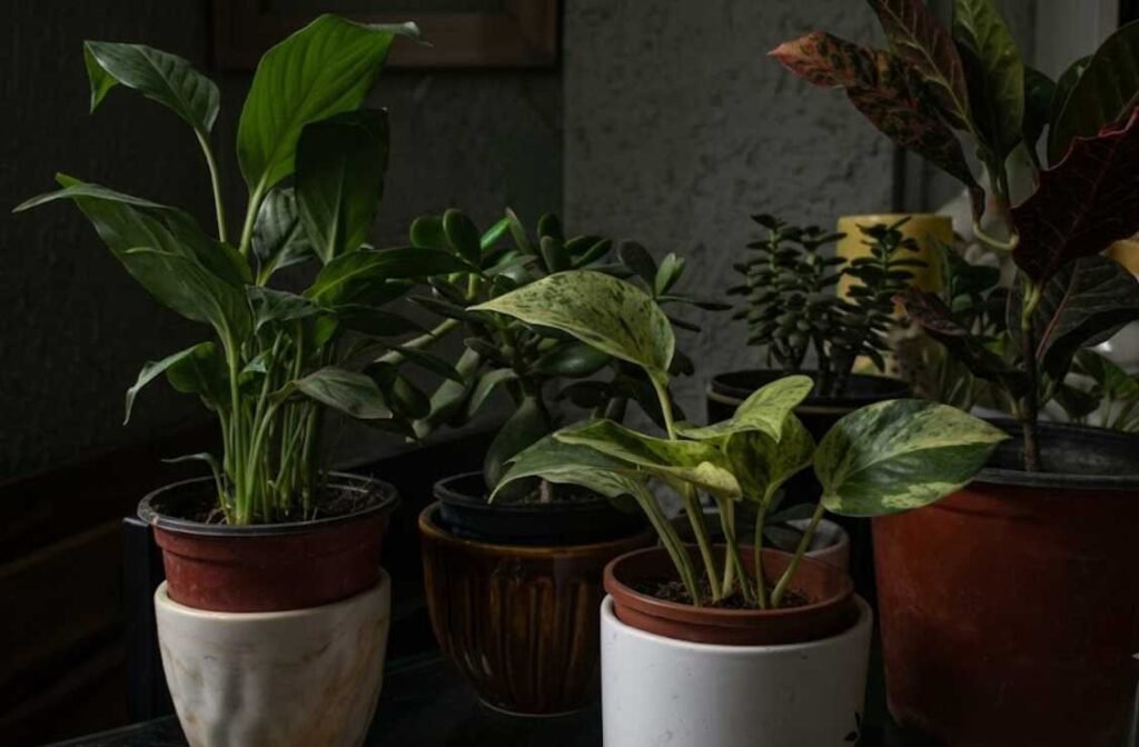 low-light indoor plants 
