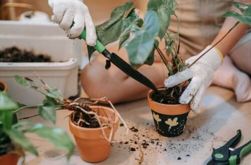 indoor plants, how to repot indoor plants, repot indoor plants