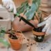 indoor plants, how to repot indoor plants, repot indoor plants