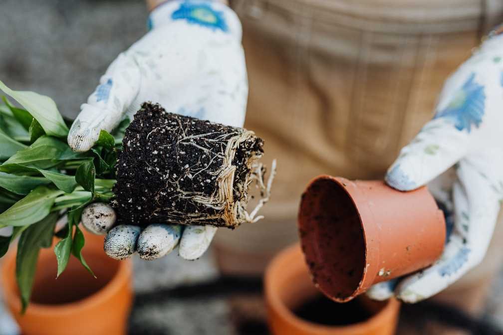 how to repot indoor plants