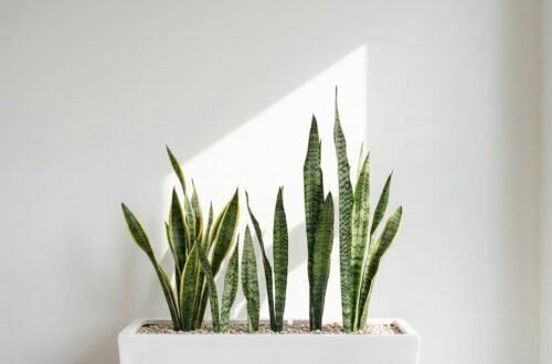 snake plant care, indoor plants, insights on plants