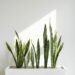 snake plant care, indoor plants, insights on plants