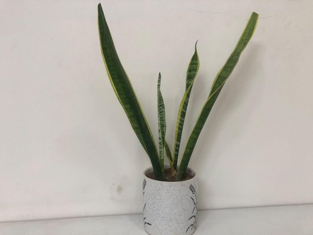 snake plant care, indoor plants
