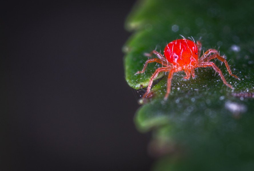 spider mites on indoor plants 