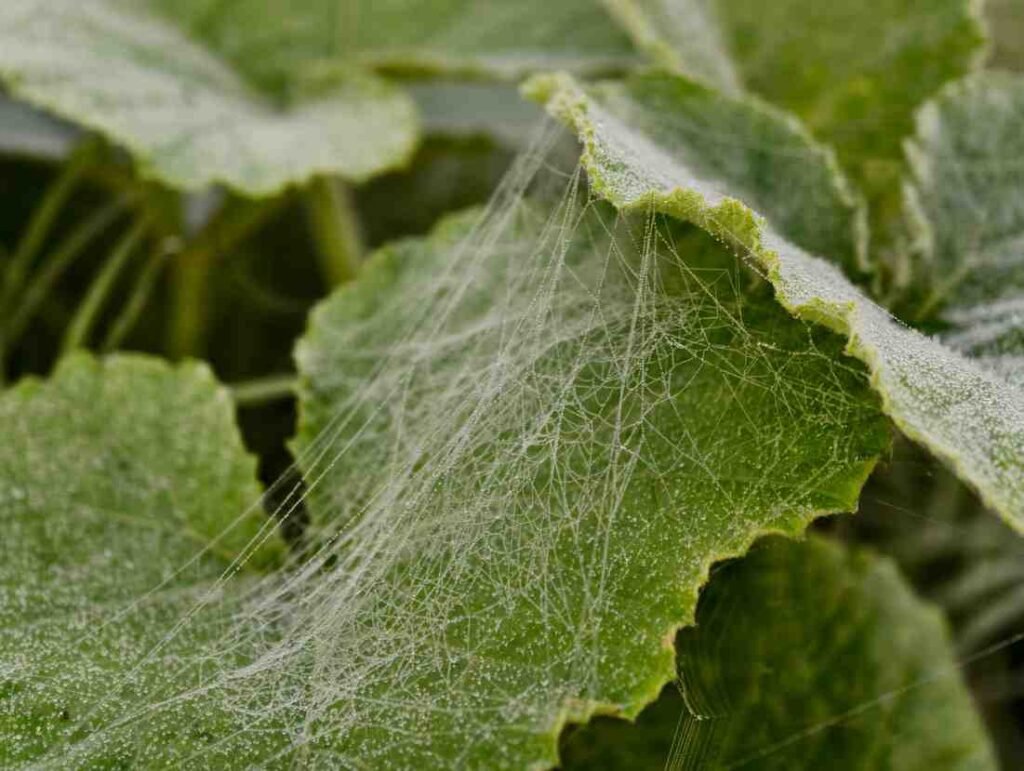 spider mites on indoor plants 