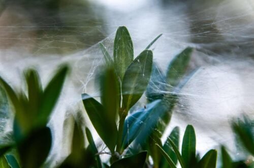 spider mites on indoor plants