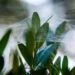 spider mites on indoor plants