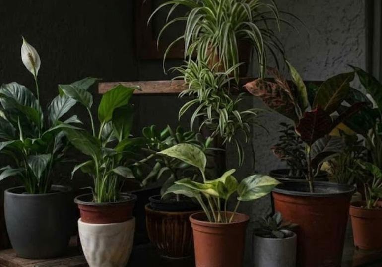 spider plant, low-light indoor plant