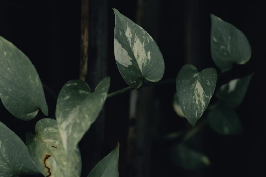 indoor plant pests