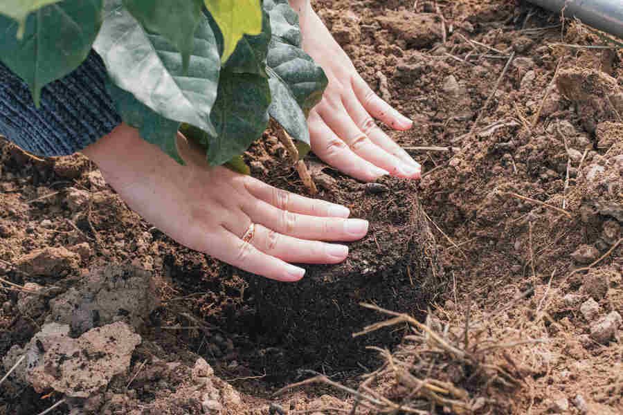 importance of trees, insights on plants, trees and climate change, how do trees help the environment