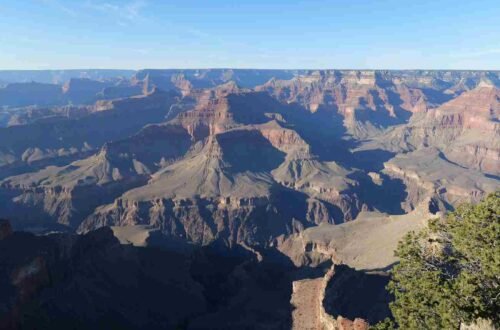 grand canyon flood, importance of trees, insights on plants