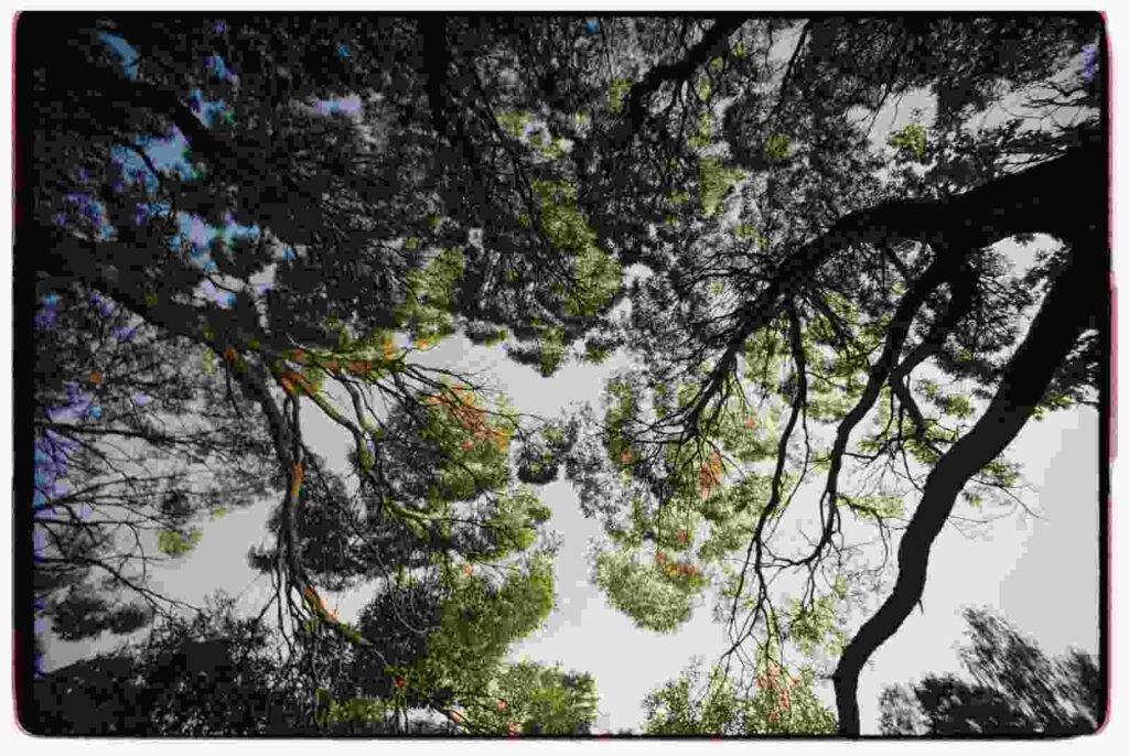 importance of trees, insights on plants, trees and climate change, how trees help the environment