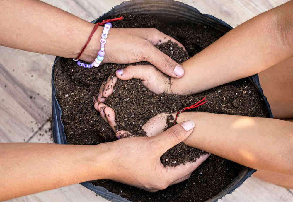 importance of trees, insights on plants, trees and climate change, how trees help the environment