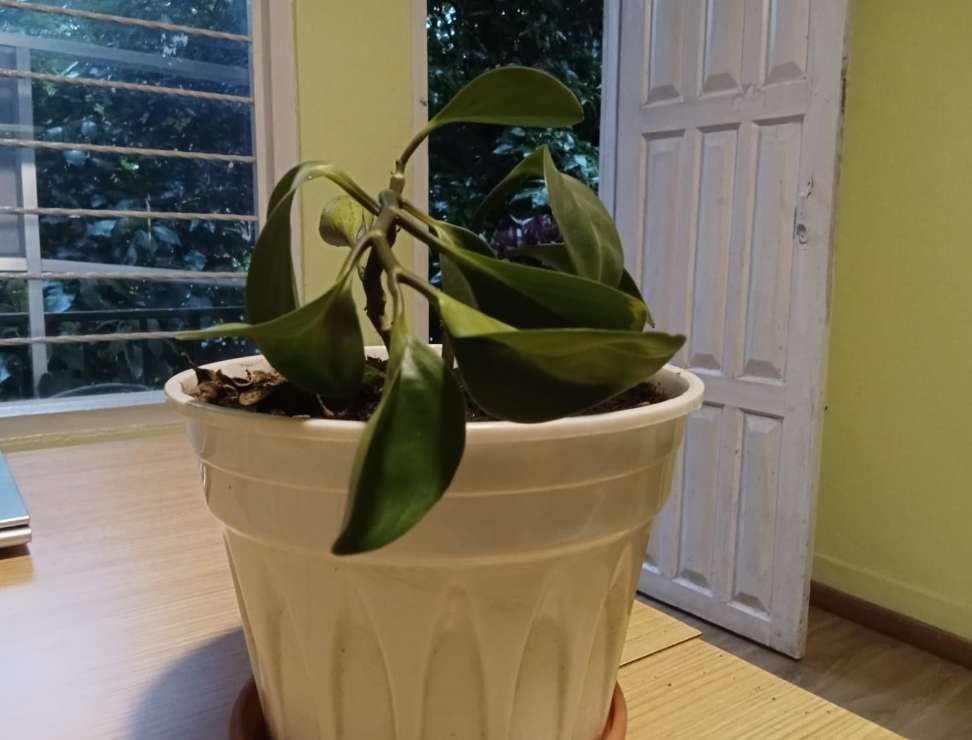 houseplant drooping, indoor plants, insightsonplants
drooping houseplant