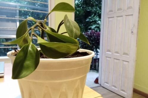 houseplant drooping, insightsonplants, indoor plants, drooping houseplant