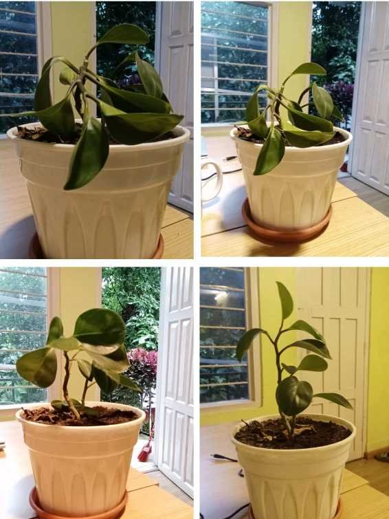 houseplant drooping, indoor plants, insights on plants, drooping houseplant

