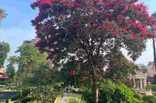 insights on plants, importance of trees, trees and climate change, how do trees help the environment.