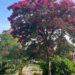 insights on plants, importance of trees, trees and climate change, how do trees help the environment.